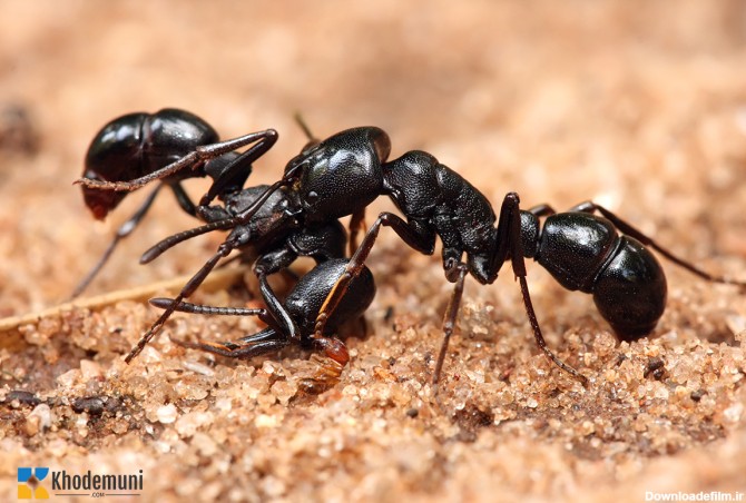 مورچه ها چگونه جفت گیری می کنند؟ | نحوه تولید و مثل مورچه ...
