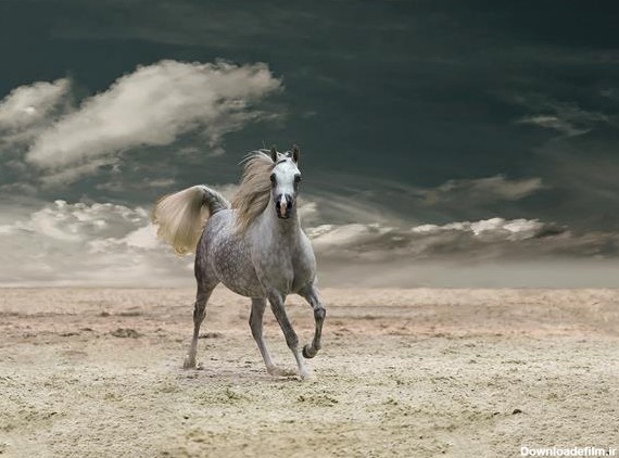 اسب ابلق عربی