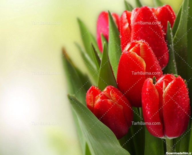 تصویر با کیفیت گل لاله قرمز زیبا