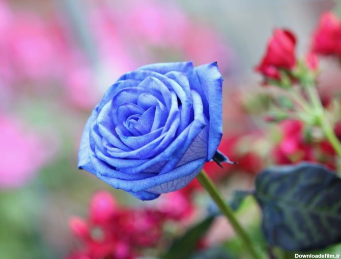 خرید انواع گل رز آبی + قیمت - آراد برندینگ