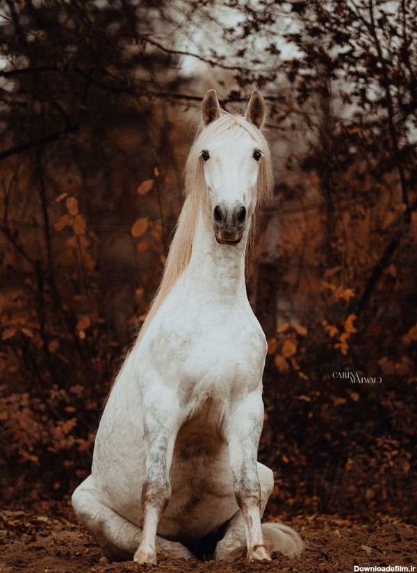 عکس اسب سفید برای پروفایل دخترانه