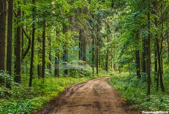 دانلود عکس جنگل سر سبز زیبا با کیفیت بالا