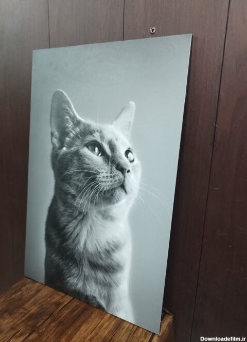 تابلو عکس گربه