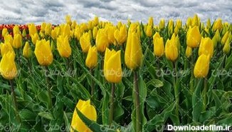 تصویر با کیفیت گل طبیعی همراه با مزرعه پرورش گل و گل زرد