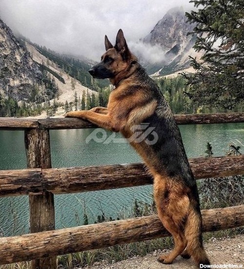 عکس سگ ژرمن 1401 خوشگل با ژست های جالب و دیدنی