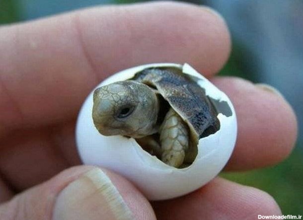عکس/ لحظه تولد لاک‌پشت