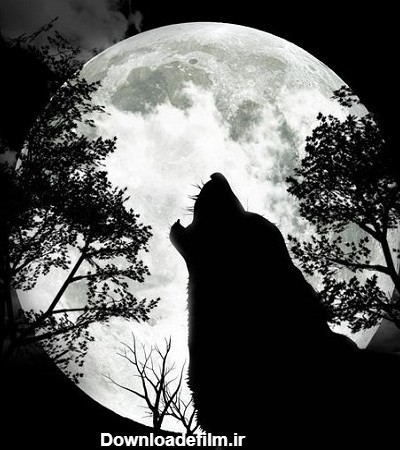 عکس گرگ و ماه + تصاویر زیبا از گرگ و ماه برای پروفایل