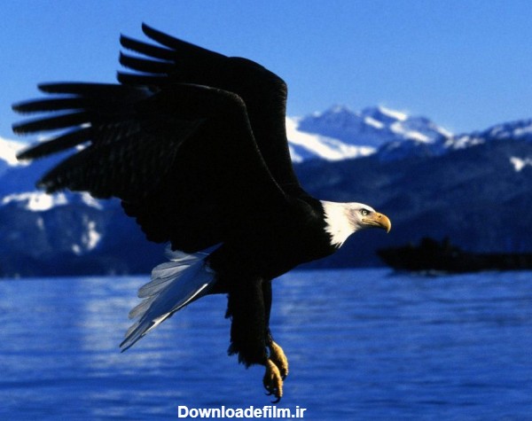 عکس عقاب بر فراز دریا