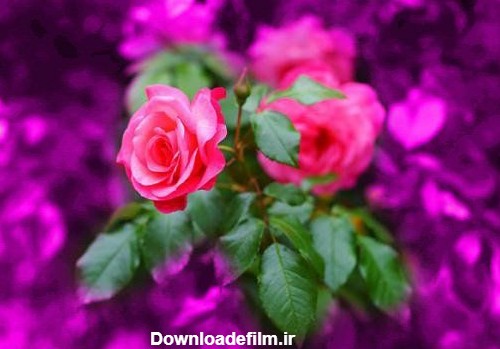 عکس 122 گل زیبا در رنگ های زیبا | عکس های انواع گل (عکس پروفایل گل)
