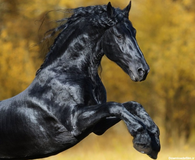 فرارو | (عکس) زیباترین اسب جهان؛ این اسب از افسانه‌ها آمده است