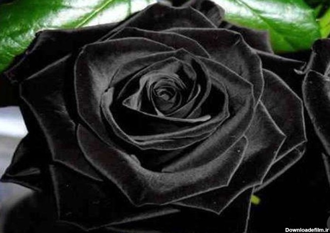 گل رز سیاه!/تصاویر