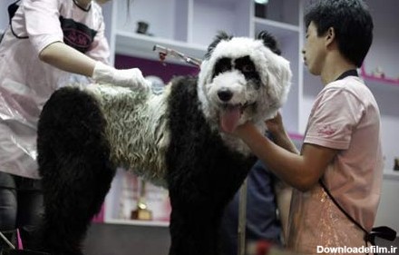 سگ های چینی جدید! / عکس