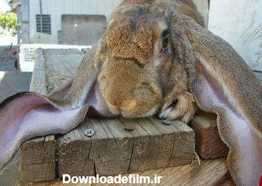درازگوش ترین خرگوش دنیا