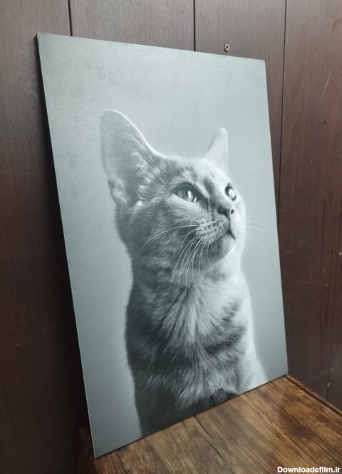 تابلو زیبای عکس گربه