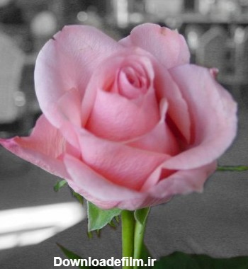 عکس گل رز صورتی عاشقانه | گل رز صورتی و سفید زیبا برای پروفایل