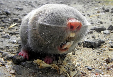 موش‌ مول کور» که برای ۹۰ سال دیده نشده بود، توسط سگی در ساحل ...