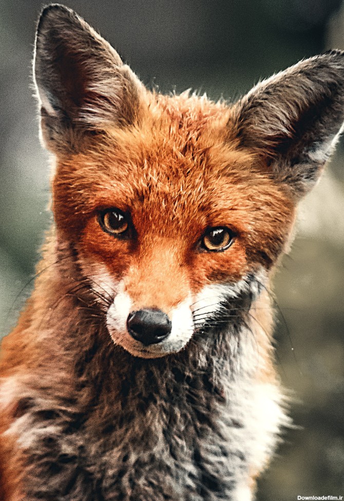 والپیپر زیبای «روباه» برای موبایل :: دانلود عکس پس‌زمینه