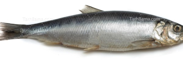 تصویر با کیفیت ماهی قزل آلا در زمینه سفید