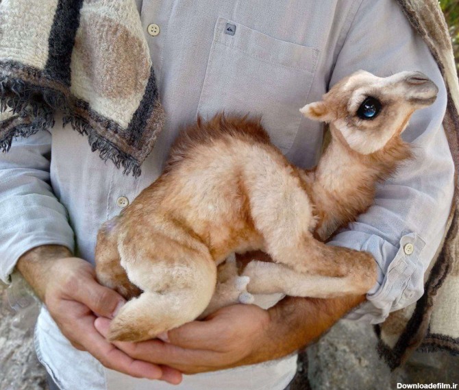 چشمان زیبای این بچه شتر در فضای مجازی وایرال شد+ تصاویر