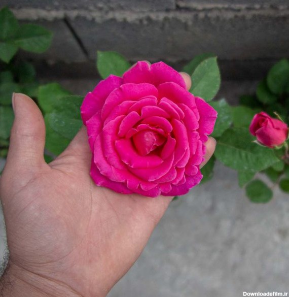 گل رز هلندی صورتی گل درشت - خرید گل رز برای باغچه