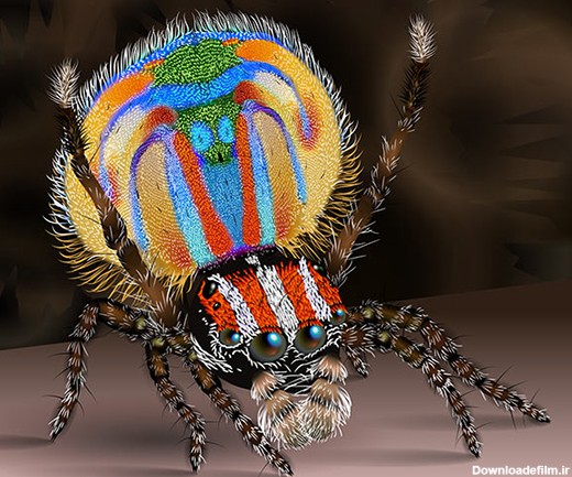 عجیب و غریب‌ترین عنکبوت‌های دنیا