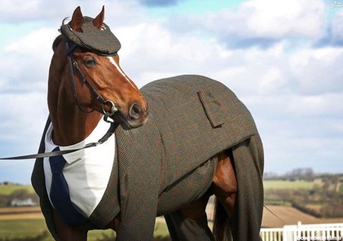 عکس/ خوش تیپ ترین اسب دنیا - تسنیم
