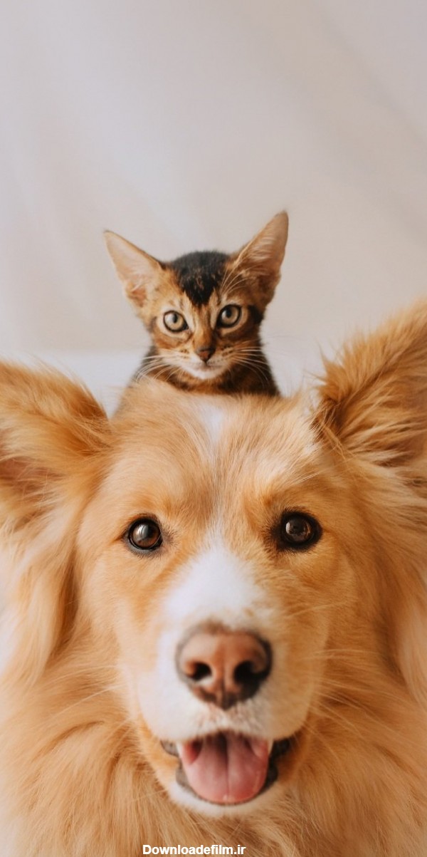 دانلود عکس با نمک از یک سگ و یک بچه گربه