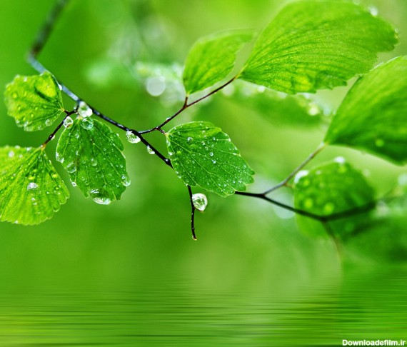 بایگانی‌های عکس طبیعت زیبا و سبز - کامل (مولیزی)