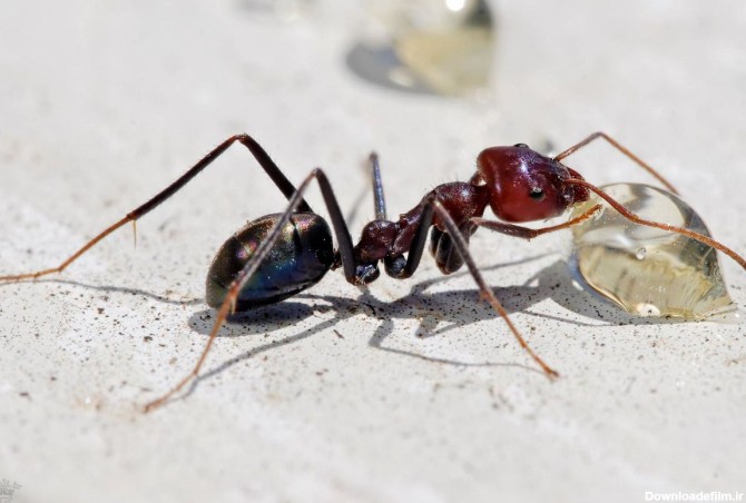 معجزه مورچه ها