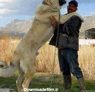 عکس سگ قفقاز - عکس نودی