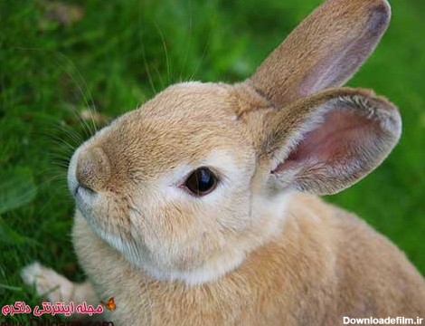 عکس خرگوش های بامزه و دوست داشتنی