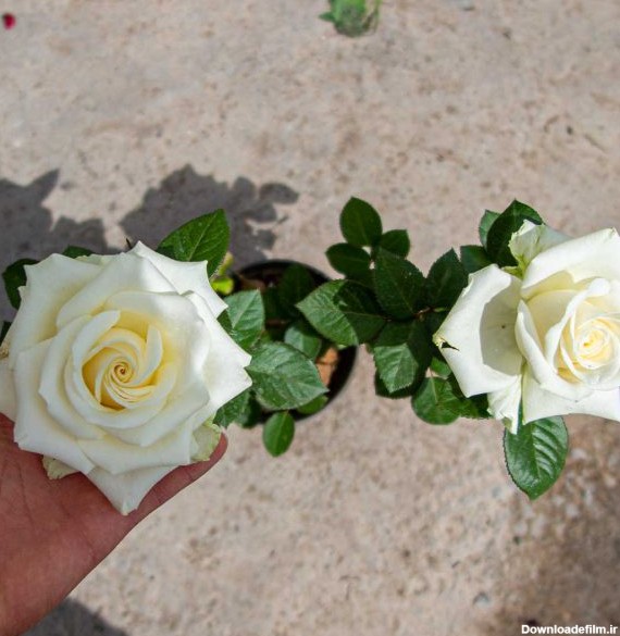 گل رز هلندی سفید گلدانی - خرید گل رز سفید عمده