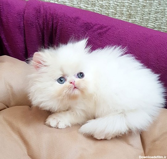 فروش بچه گربه سفید سوپر فلت شجره دار