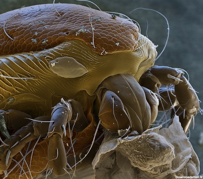 تصاویر باورنکردنی از موجودات ذره بینی زیر میکروسکوپ ~ مهین فال