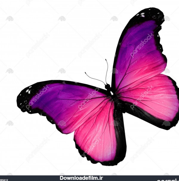 پروانه بنفش در پس زمینه سفید 1385412