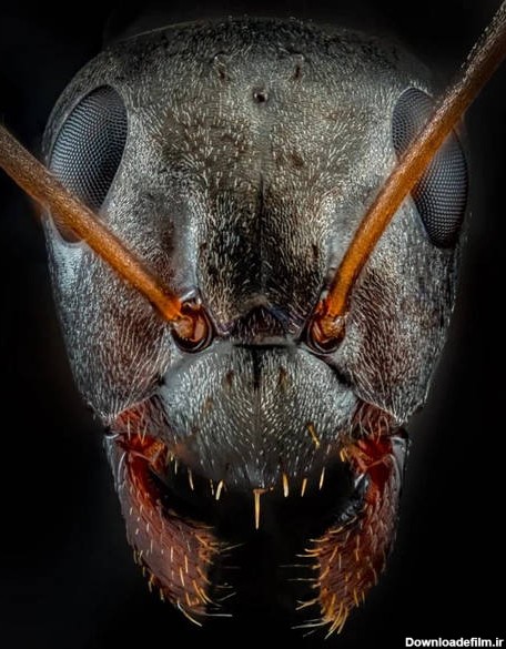 چهره ترسناک مورچه‌ها (+عکس)