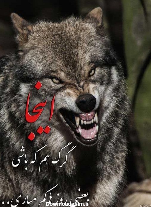 عکس گرگ زخمی