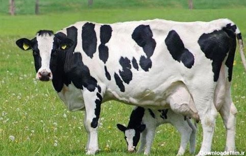 گاو شیری نژاد هلشتاین فریژن و منشا آن | گاوهای این نژاد از نوع ...