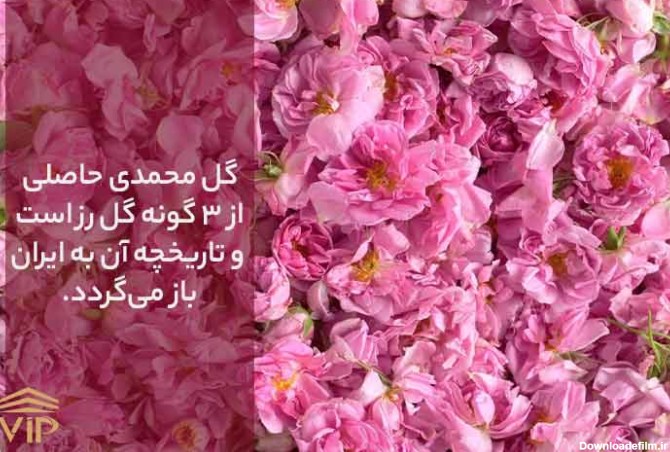 گل محمدی زیباست.
