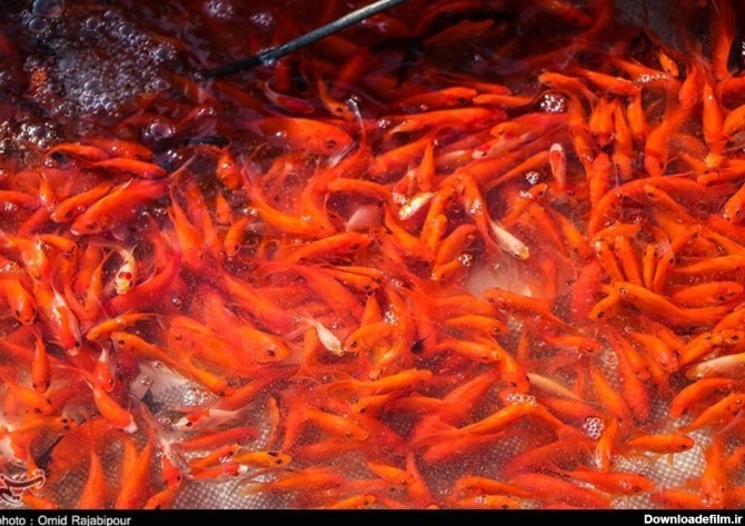 فرارو | (تصاویر) پرورش ماهی قرمز