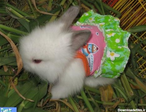 پرشین پت > > عکس هایی از بامزه ترین خرگوش های دنیا