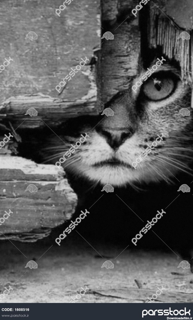 گربه ملوس تصویر سیاه و سفید 1608516