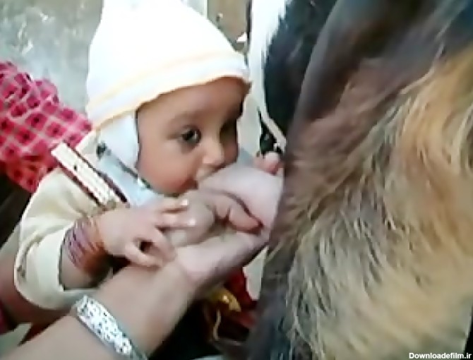 شیر خوردن نوزاد از بز