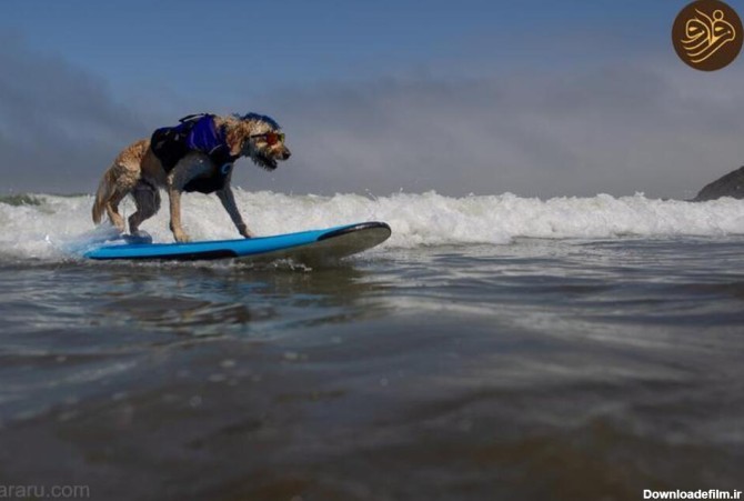 فرارو | (ویدئو) مسابقات جهانی موج سواری سگ‌ها