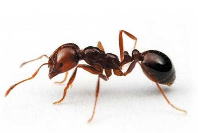 سرعت مورچه به اندازه لامبورگینی/عکس