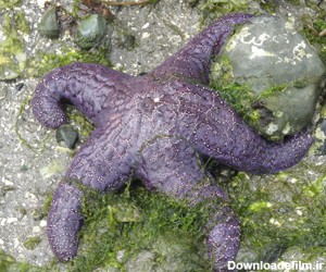 دانستنی های جالب درباره ستاره های دریایی