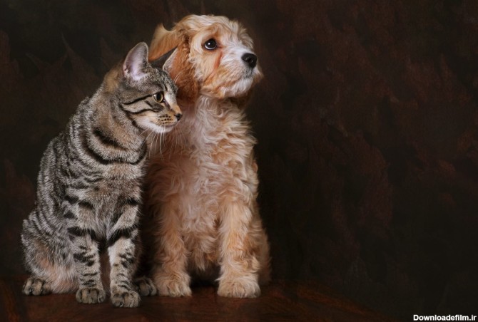 دانلود تصویر شاتر استوک سگ و گربه از نمای سه رخ با پس زمینه سیاه ...