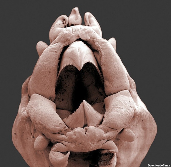 تصاویر جالب و دیدنی از موجودات ریز میکروسکوپی