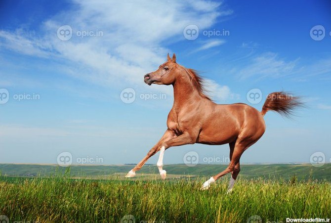 دانلود عکس اسب عربی قرمز زیبا در حال تاختن | اوپیک