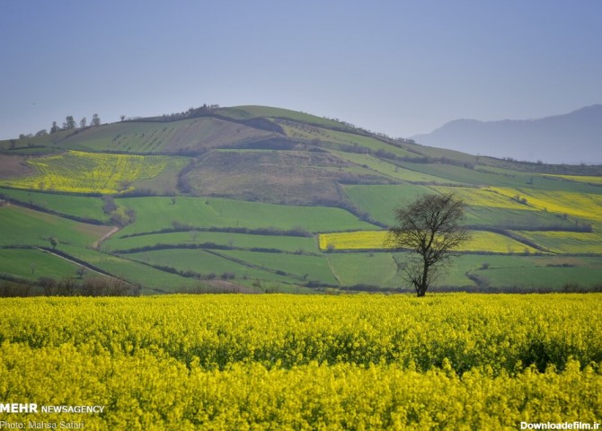 عکس از طبیعت گلستان